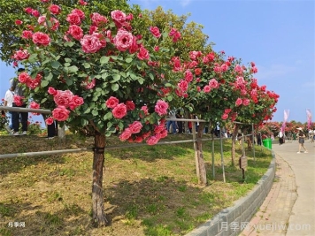 苗木栽植過深的原因、影響及解決思路