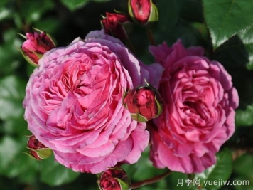日本河本純子培育有哪些月季品種？