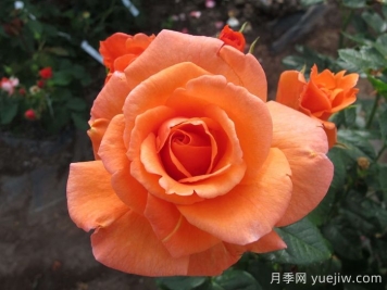 英國皇家園藝學(xué)會(RHS ROTY)年度月季品種介紹