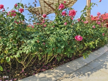 怎樣判斷月季花需要澆水？