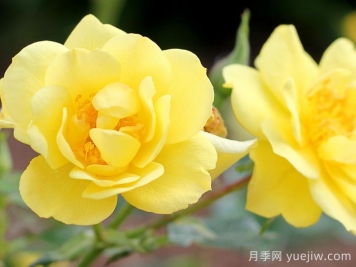 奧索易檸檬熱情/檸檬樂(lè)趣