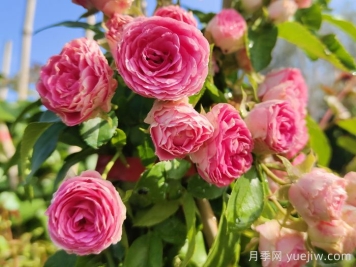 花友決定淘汰4個月季品種，養(yǎng)花路上你放棄什么？