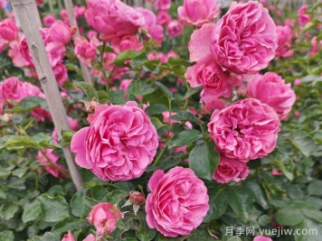 月季百科：粉色達芬奇月季