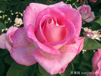 粉色慶典月季