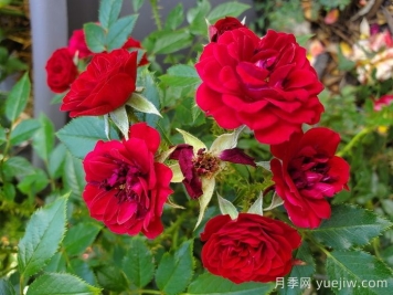 無(wú)條件的愛(ài)月季