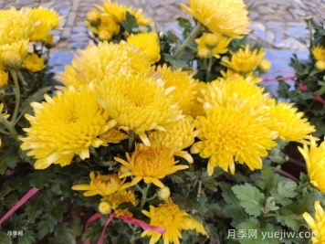 九月份開花的花卉植物有哪些？
