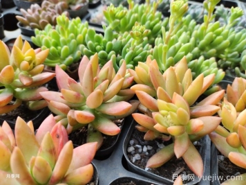 如何才能養(yǎng)好多肉植物？