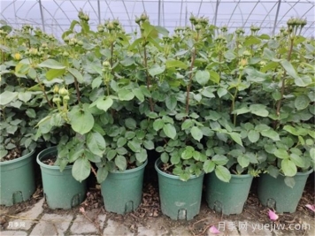 冬天月季的花苞要剪掉嗎？
