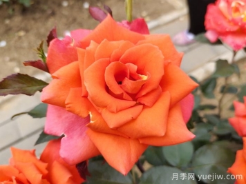 玫瑰，浪漫之花