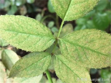 園林植物常見9大類病蟲害防控技術措施