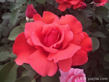 中國十大名花有哪些？