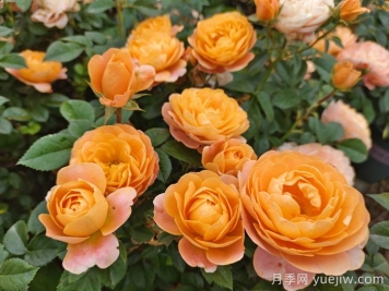 適合新手的6種開(kāi)花機(jī)器花卉
