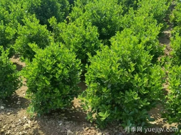 常綠灌木冬季安全過冬的養(yǎng)護(hù)技巧有哪些？