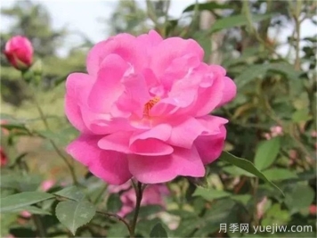 月季推薦，月月粉月季