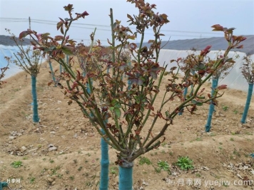 月季春季修剪抹芽，滿樹花開爆花枝頭