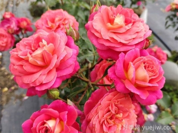 冬季常見(jiàn)的市政花卉品種及管護(hù)要點(diǎn)