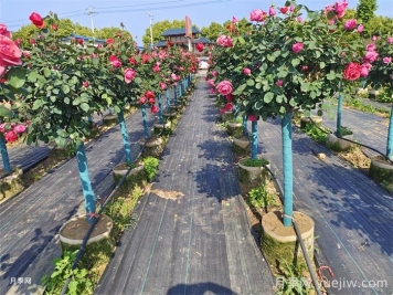 園林苗木從苗圃到工地過程，教你成為苗木養(yǎng)護(hù)專家