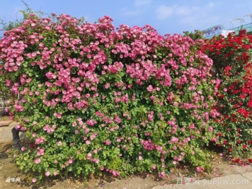 十個田園景觀設計理念，回歸美好田園庭院生活