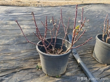 讓植物冬季安然越冬的養(yǎng)護(hù)指南