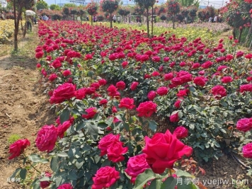 園林綠化工程為什么在春季種植月季？
