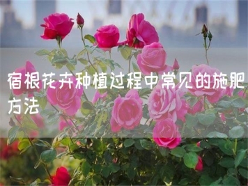 宿根花卉種植過程中常見的施肥方法