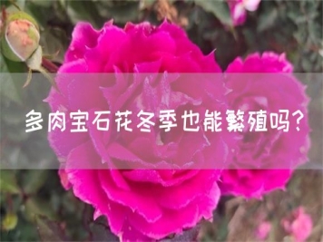 多肉寶石花冬季也能繁殖嗎？