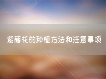 紫藤花的種植方法和注意事項