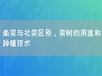 南欒與北欒區(qū)別，欒樹的用途和種植技術(shù) 