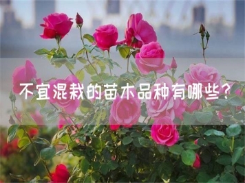 不宜混栽的苗木品種有哪些？