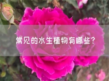 常見的水生植物有哪些？