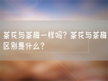 茶花與茶梅一樣嗎？茶花與茶梅區(qū)別是什么？
