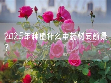 2025年種植什么中藥材有前景？