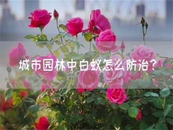 城市園林中白蟻怎么防治？