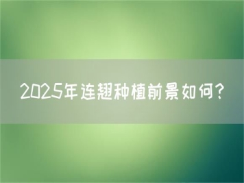 2025年連翹種植前景如何？