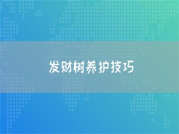 發(fā)財(cái)樹(shù)養(yǎng)護(hù)技巧