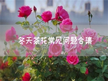 冬天茶花常見(jiàn)問(wèn)題合集