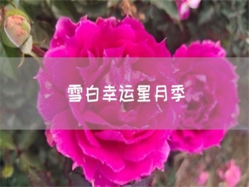 雪白幸運星月季