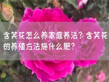 含笑花怎么養(yǎng)家庭養(yǎng)法？含笑花的養(yǎng)殖方法施什么肥？
