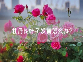牡丹花葉子發(fā)黃怎么辦？