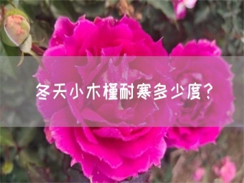 冬天小木槿耐寒多少度？