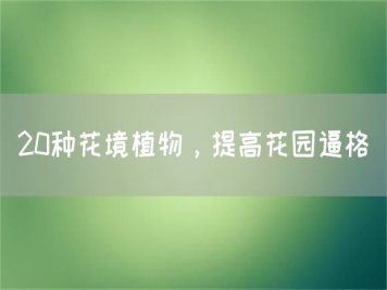 20種花境植物，提高花園逼格