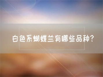 白色系蝴蝶蘭有哪些品種？