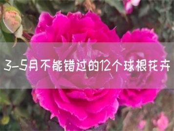 3-5月不能錯(cuò)過(guò)的12個(gè)球根花卉