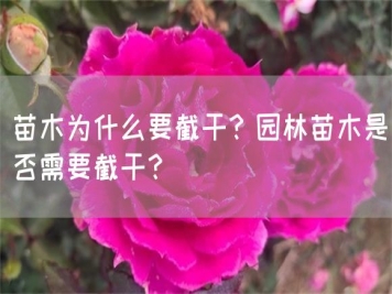 苗木為什么要截干？園林苗木是否需要截干？