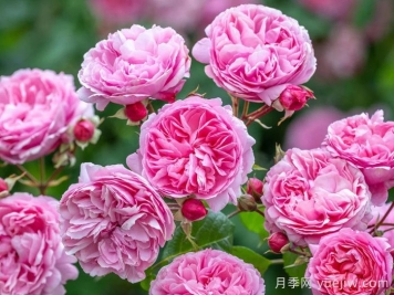 玫瑰花，愛情與時(shí)光交織的絢爛詩(shī)篇