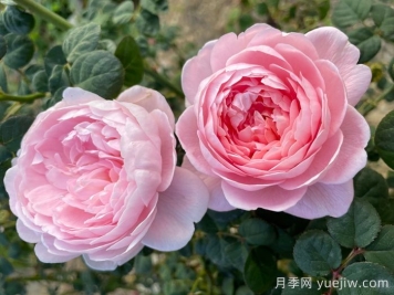 瑞典女王月季，集所有優(yōu)點(diǎn)于一身