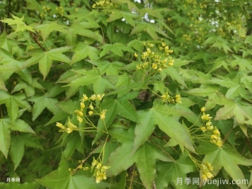 五角槭、茶條槭、梣葉槭、銀白槭、紅花槭的介紹