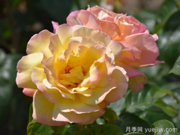 花比臉大月季系列，十個(gè)超大花的月季品種