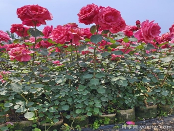月季瘦弱徒長沒分枝怎么辦？強壯枝條開花多的養(yǎng)護辦法