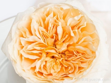 艾菲月季優(yōu)缺點(diǎn)，奧斯汀黃色切花，觀賞價(jià)值高